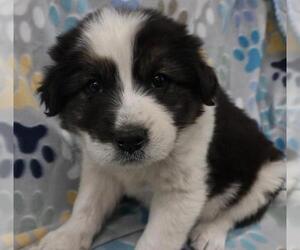 Mutt Dogs for adoption in Thief River Falls, MN, USA