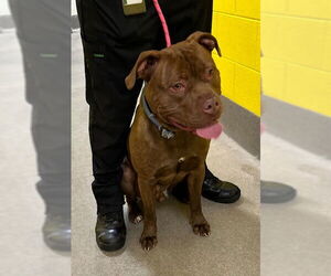 American Pit Bull Terrier Dogs for adoption in Forestville, MD, USA