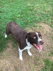 Border Collie Dogs for adoption in Hedgesville, WV, USA