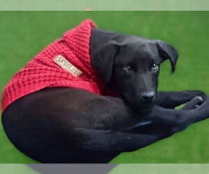 Labrador Retriever Dogs for adoption in garner, NC, USA