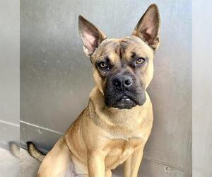 Boxer-Unknown Mix Dogs for adoption in San Bernardino, CA, USA