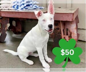 Siberian Husky-Unknown Mix Dogs for adoption in Santa Cruz, CA, USA