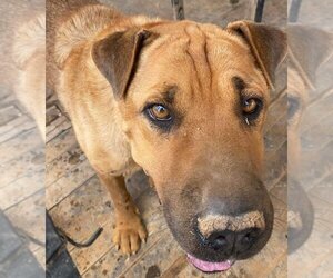 Chinese Shar-Pei-Unknown Mix Dogs for adoption in Phoenix, AZ, USA