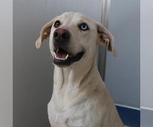 Labrador Retriever-Unknown Mix Dogs for adoption in San Antonio, TX, USA
