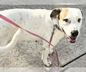 Boxador Dogs for adoption in Houston, TX, USA
