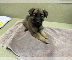 German Shepherd Dog-Unknown Mix Dogs for adoption in Moreno Valley, CA, USA