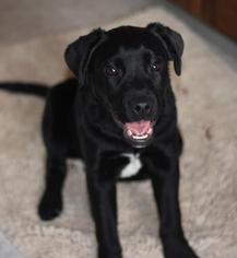 Medium Photo #1 Labrador Retriever-Unknown Mix Puppy For Sale in Dodson, MT, USA