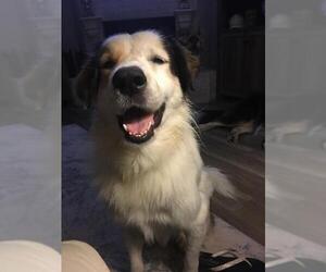 Great Pyrenees Dogs for adoption in Rosenberg, TX, USA