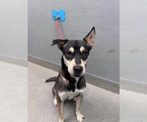 German Shepherd Dog-Unknown Mix Dogs for adoption in Las Vegas, NV, USA