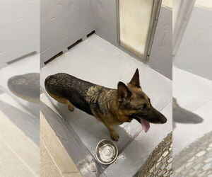 German Shepherd Dog Dogs for adoption in Augusta, GA, USA