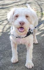 Poodle (Miniature)-Unknown Mix Dogs for adoption in Salem, OR, USA