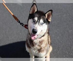 Siberian Husky Dogs for adoption in Martinez, CA, USA