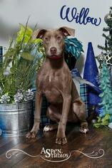 Labmaraner Dogs for adoption in Valparaiso, IN, USA