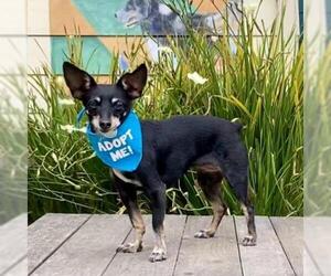 Miniature Pinscher Dogs for adoption in Pacific Grove, CA, USA