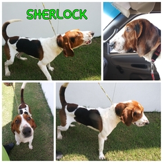 Treeing Walker Coonhound Dogs for adoption in Lawton, OK, USA