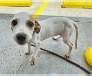 Medium Photo #3 Mutt Puppy For Sale in Abbeville, LA, USA