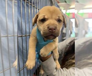 Labrador Retriever-Unknown Mix Dogs for adoption in San Antonio, TX, USA