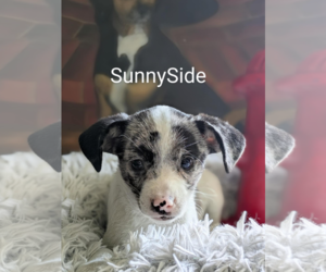 Chihuahua-Unknown Mix Dogs for adoption in Fresno, CA, USA