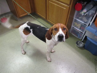 Treeing Walker Coonhound Dogs for adoption in Valley Falls, KS, USA
