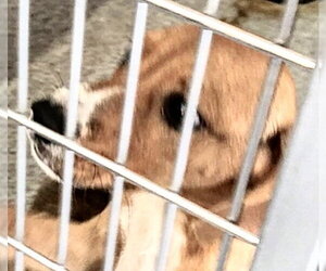 Pointer-Unknown Mix Dogs for adoption in Houston, TX, USA