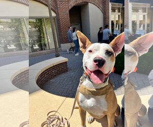 American Pit Bull Terrier-Unknown Mix Dogs for adoption in Richmond, VA, USA