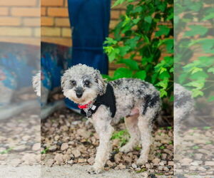Poodle (Miniature) Dogs for adoption in St. Louis Park, MN, USA