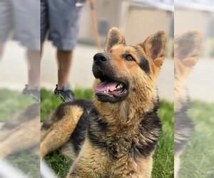 German Shepherd Dog Dogs for adoption in Louisville, KY, USA