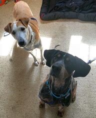 Bluetick Coonhound Dogs for adoption in Boonton, NJ, USA