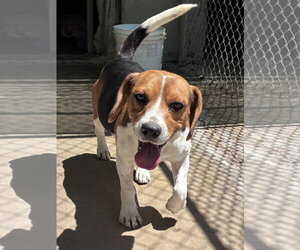Beagle Dogs for adoption in Apple Valley, CA, USA