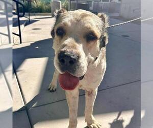 Anatolian Shepherd-Unknown Mix Dogs for adoption in Las Vegas, NV, USA
