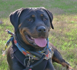Medium Photo #1 Rottweiler Puppy For Sale in Helena, AL, USA