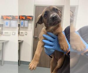 Shepradors Dogs for adoption in Baytown, TX, USA