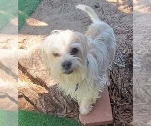ShiChi Dogs for adoption in Colorado Springs, CO, USA