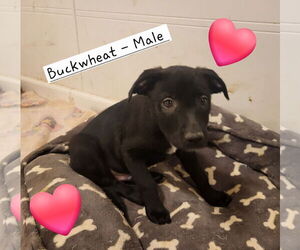 Border Collie-Catahoula Leopard Dog Mix Dogs for adoption in Iroquois, IL, USA