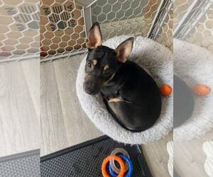 Dachshund-Unknown Mix Dogs for adoption in Oakhurst, NJ, USA