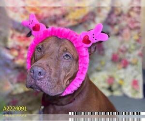 American Pit Bull Terrier Dogs for adoption in West Palm Beach, FL, USA