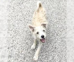 Chihuahua-Unknown Mix Dogs for adoption in Houston, TX, USA