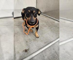 Dachshund-Unknown Mix Dogs for adoption in Temple, TX, USA