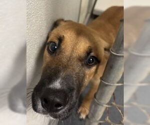 Boxer-Unknown Mix Dogs for adoption in Glen Allen, VA, USA