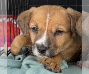 Mutt Dogs for adoption in Mundelein, IL, USA