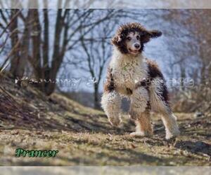 Poodle (Standard) Dogs for adoption in Mt Carmel, PA, USA