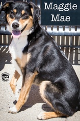 Sheprador Dogs for adoption in Clarkston, MI, USA