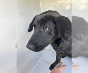 Labrador Retriever-Unknown Mix Dogs for adoption in Houston, TX, USA