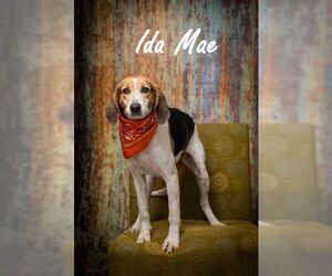 Mutt Dogs for adoption in North Myrtle Beach, SC, USA