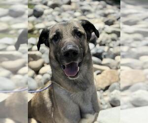 Anatolian Shepherd-Unknown Mix Dogs for adoption in West Valley, UT, USA
