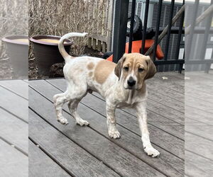 Plott Hound-Unknown Mix Dogs for adoption in Mundelein, IL, USA