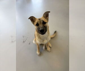 Mutt Dogs for adoption in Studio City, CA, USA