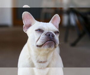 French Bulldog Dogs for adoption in St. Louis Park, MN, USA