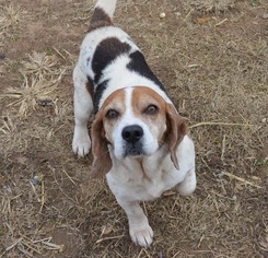 Beagle Dogs for adoption in Brownsboro, AL, USA