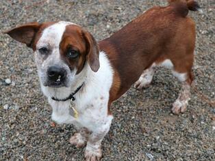 Bassugg Dogs for adoption in Winder, GA, USA